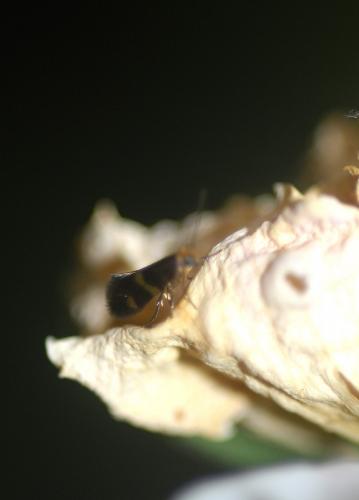 Micropterix sp.